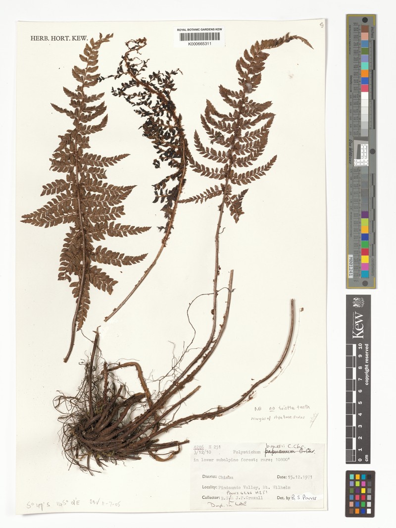 Polystichum brassii photo 2