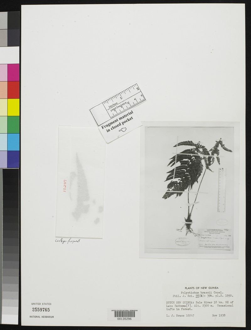 Polystichum brassii
