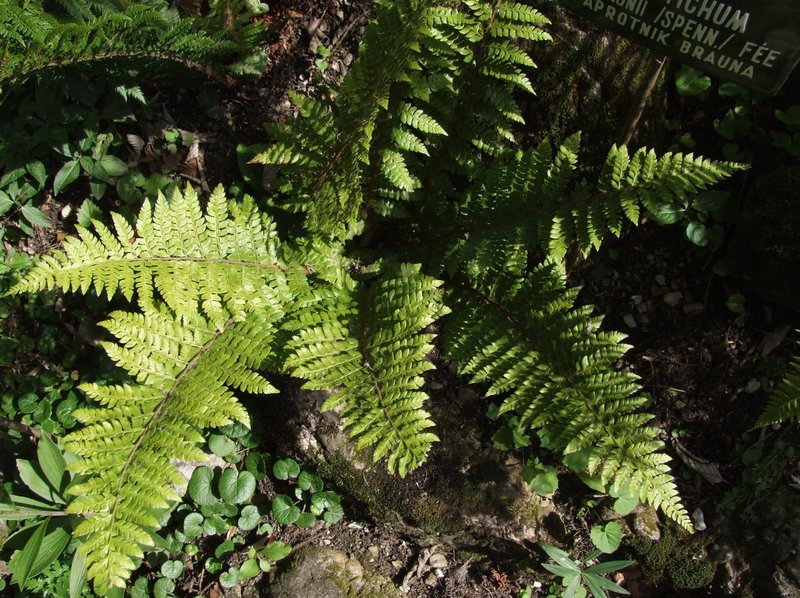 Braun's Hollyfern