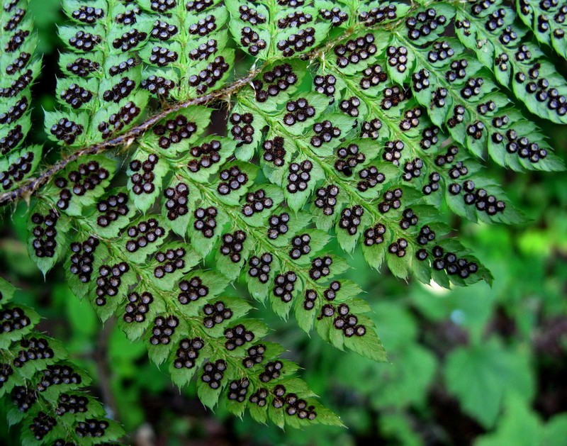 Braun's Hollyfern photo 2