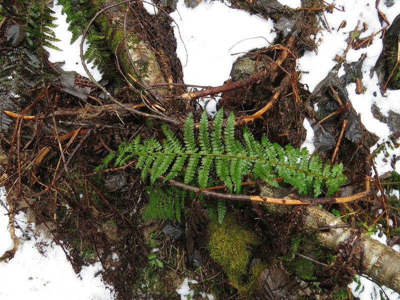 Braun's Hollyfern photo 3