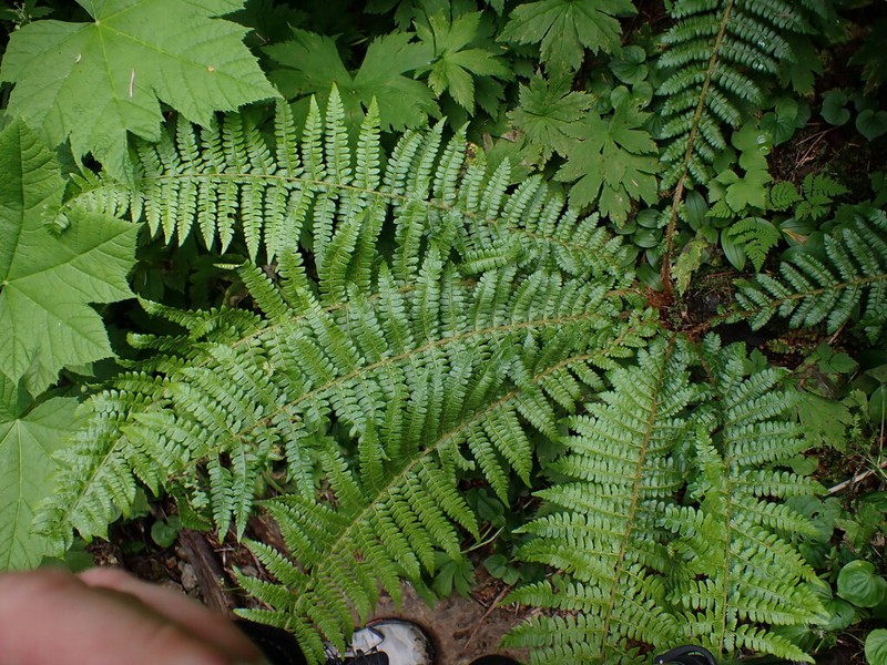 Braun's Hollyfern photo 4