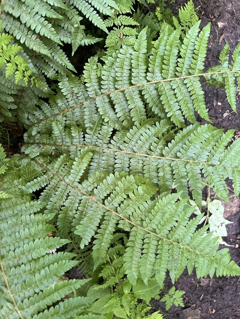 Braun's Hollyfern photo 5