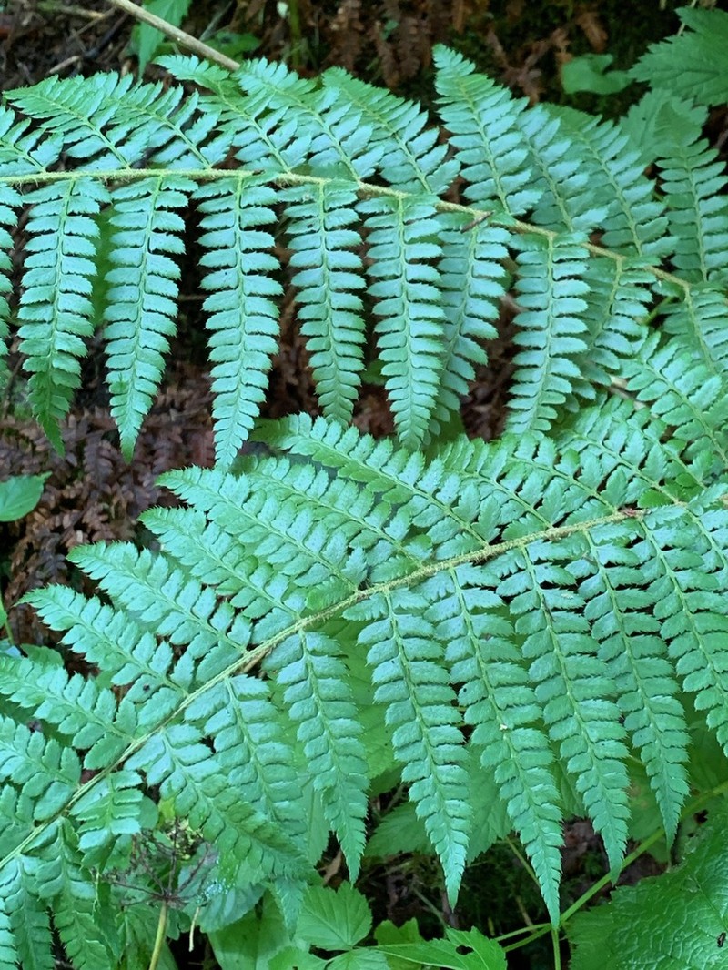 Braun's Hollyfern photo 6
