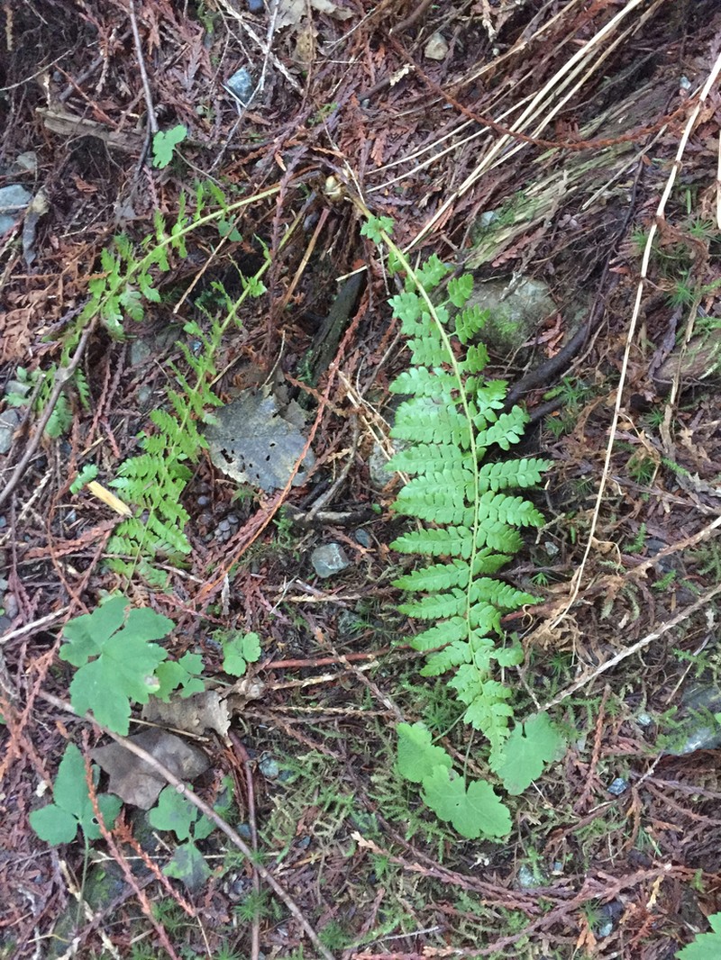 Braun's Hollyfern photo 7