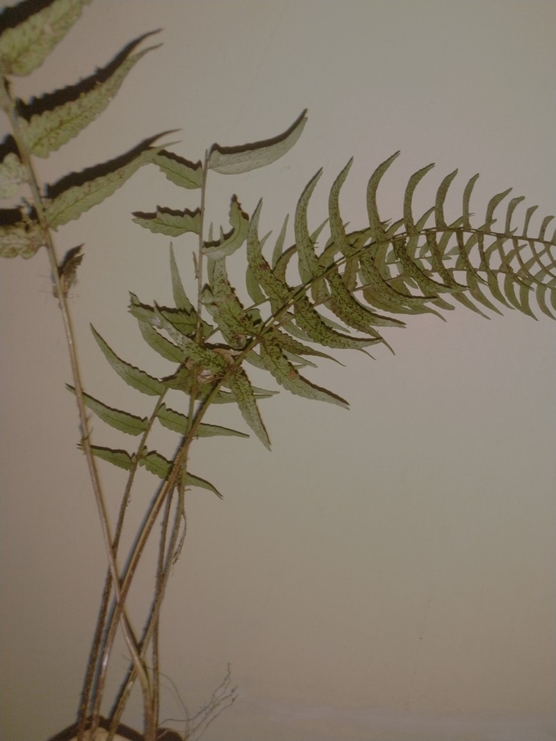 Polystichum bulbiferum