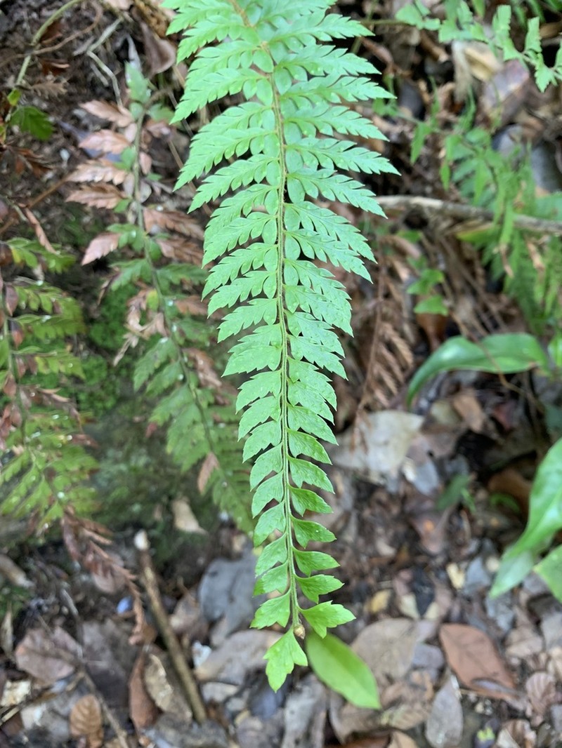 Monte Guilarte Hollyfern