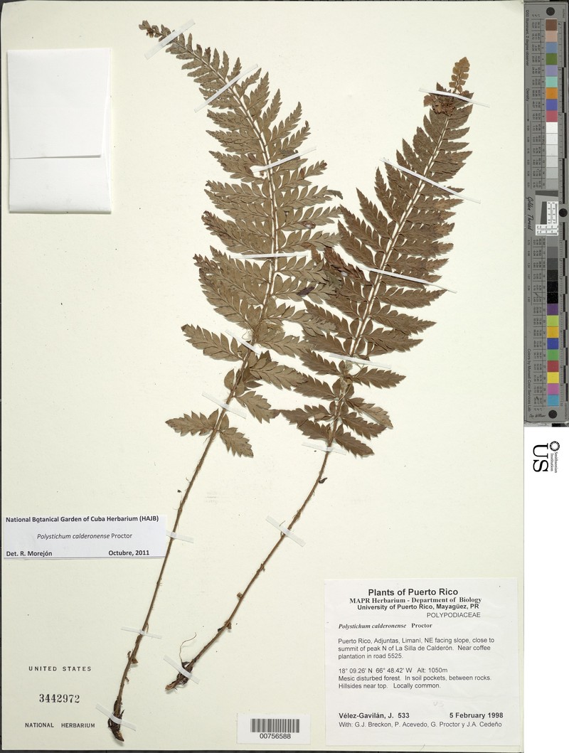 Monte Guilarte Hollyfern