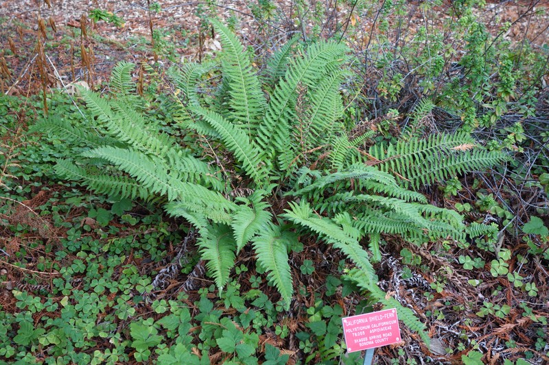 California Swordfern
