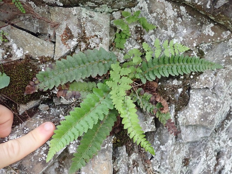 California Swordfern photo 2