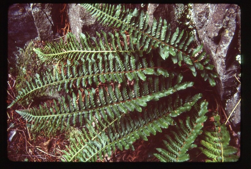 California Swordfern photo 3