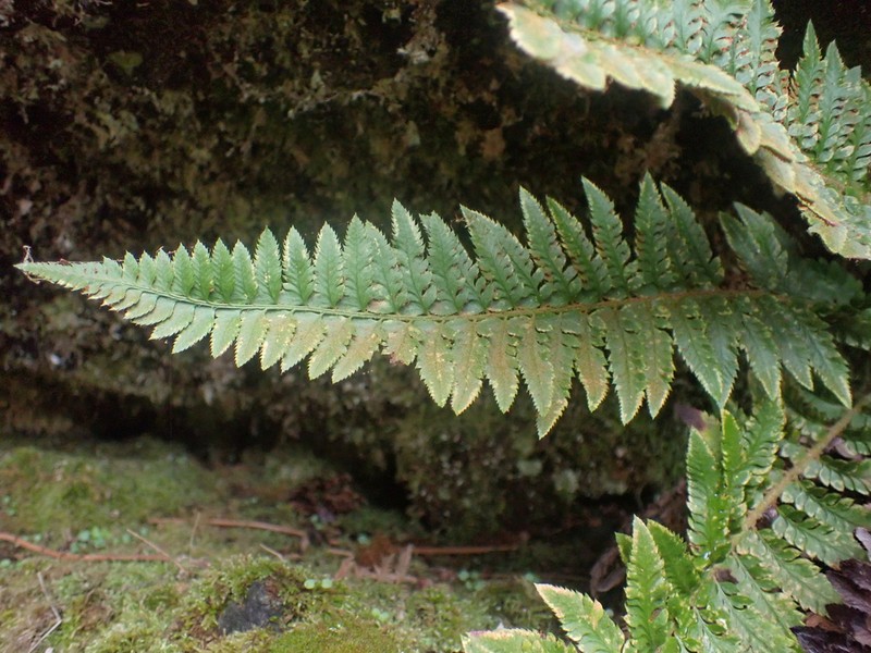 California Swordfern photo 4