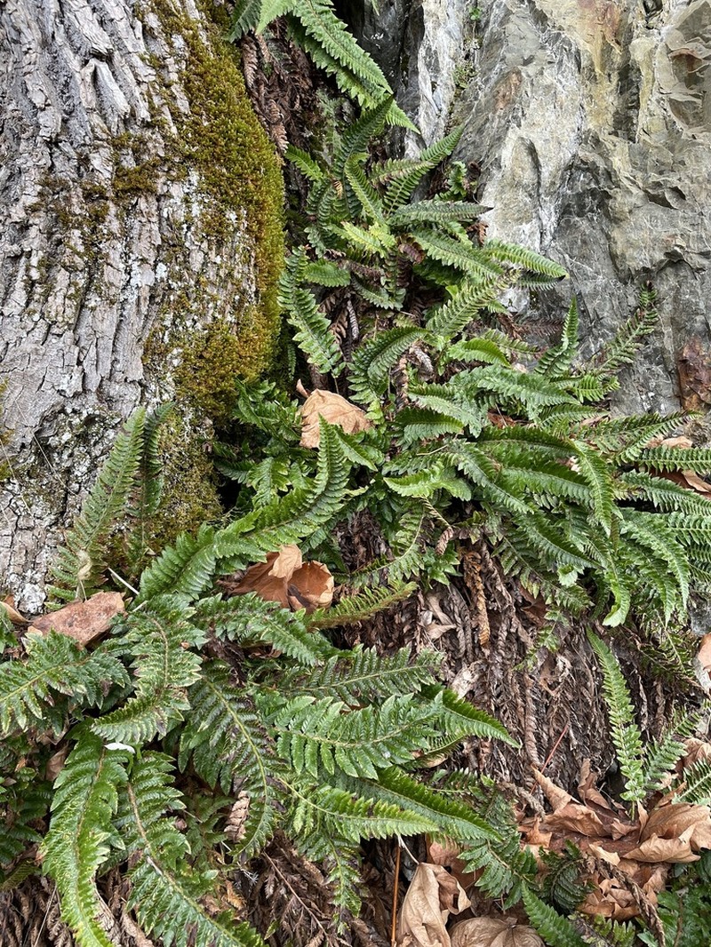 California Swordfern photo 5