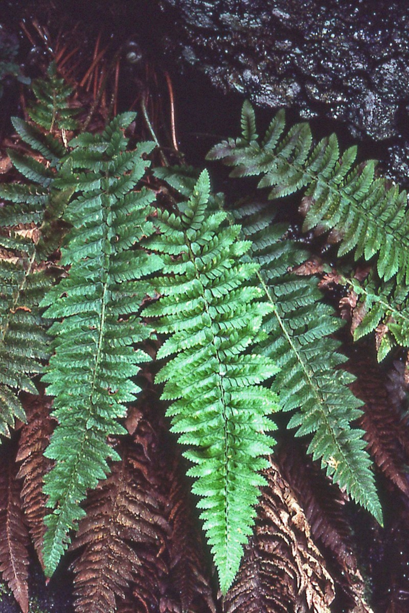 California Swordfern photo 6