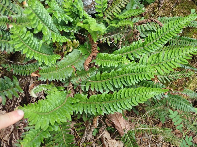 California Swordfern photo 7