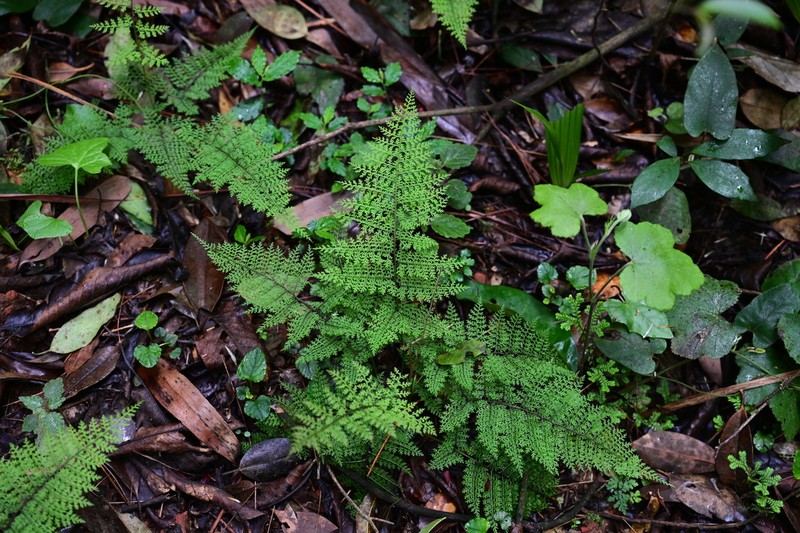 Polystichum caruifolium