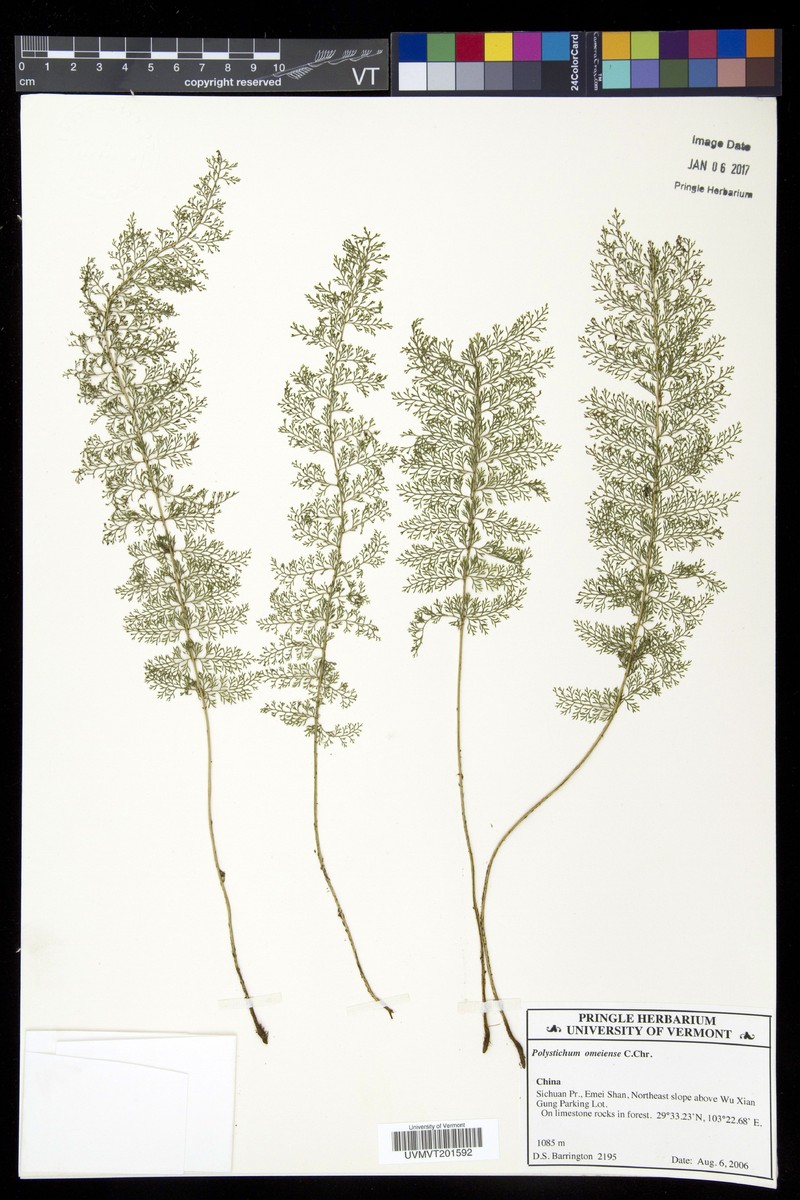 Polystichum caruifolium photo 2