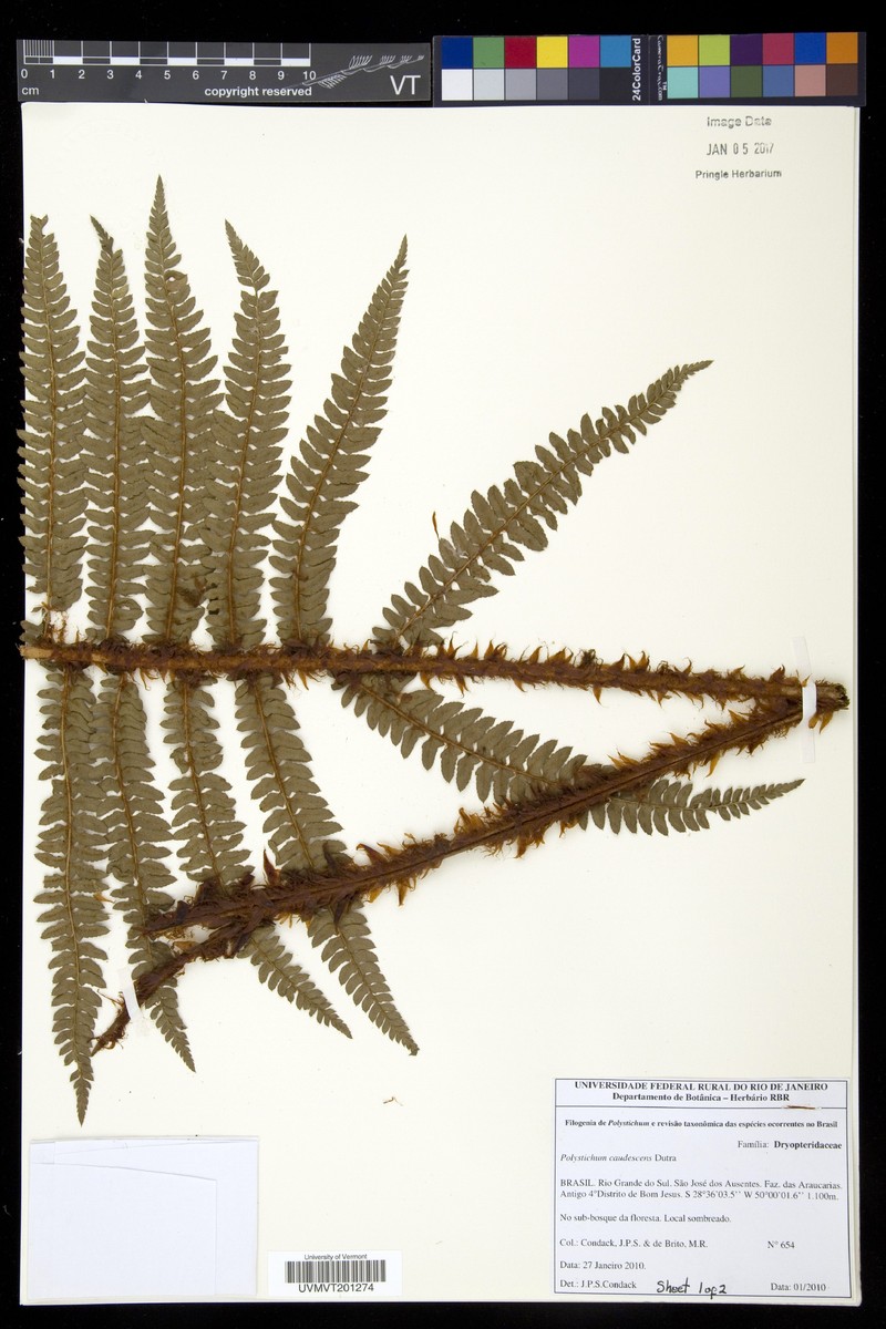 Polystichum caudescens
