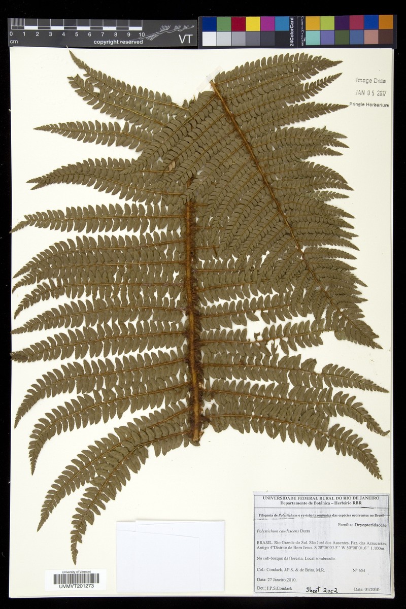 Polystichum caudescens photo 2
