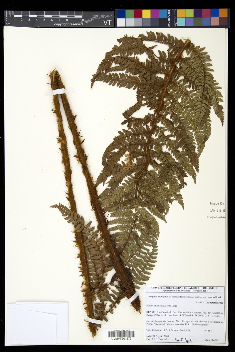 Polystichum caudescens photo 3