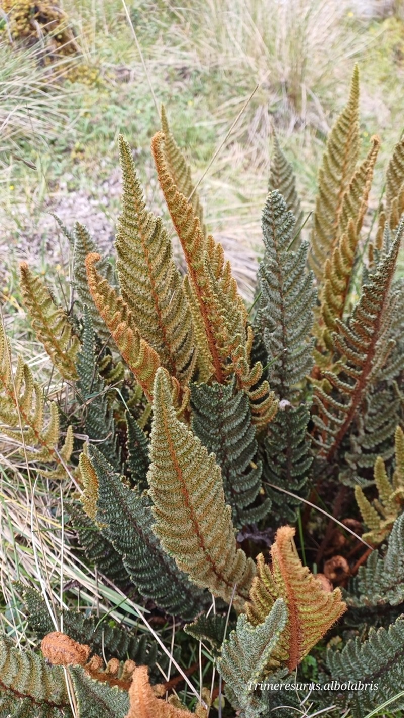Polystichum cheilanthoides