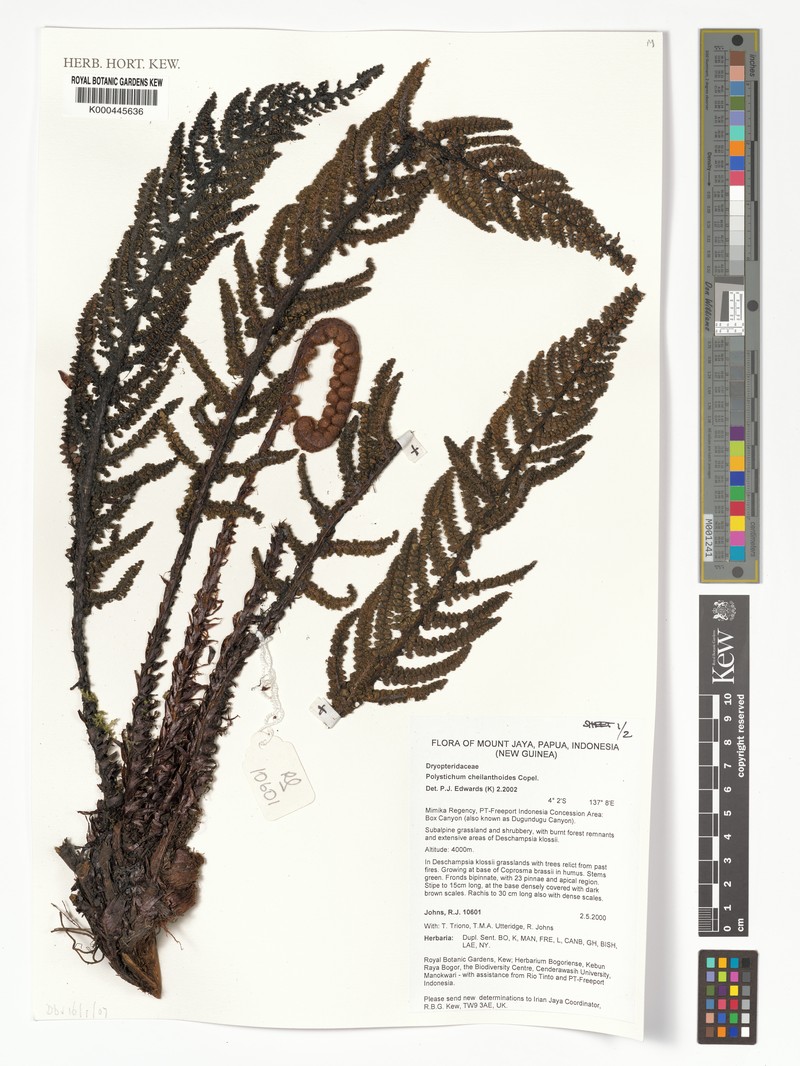 Polystichum cheilanthoides photo 2