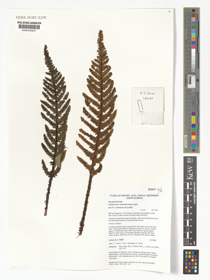 Polystichum cheilanthoides photo 3