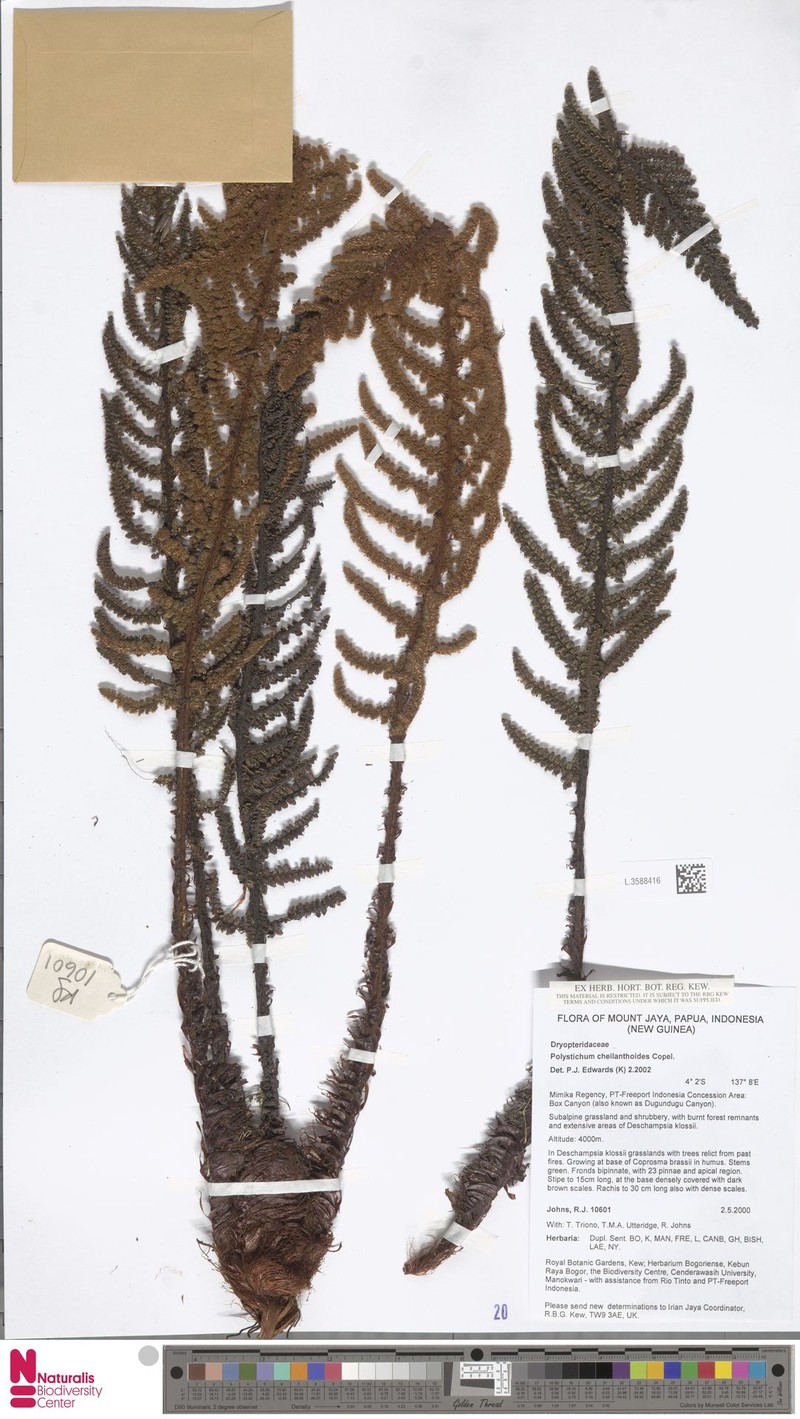 Polystichum cheilanthoides photo 4