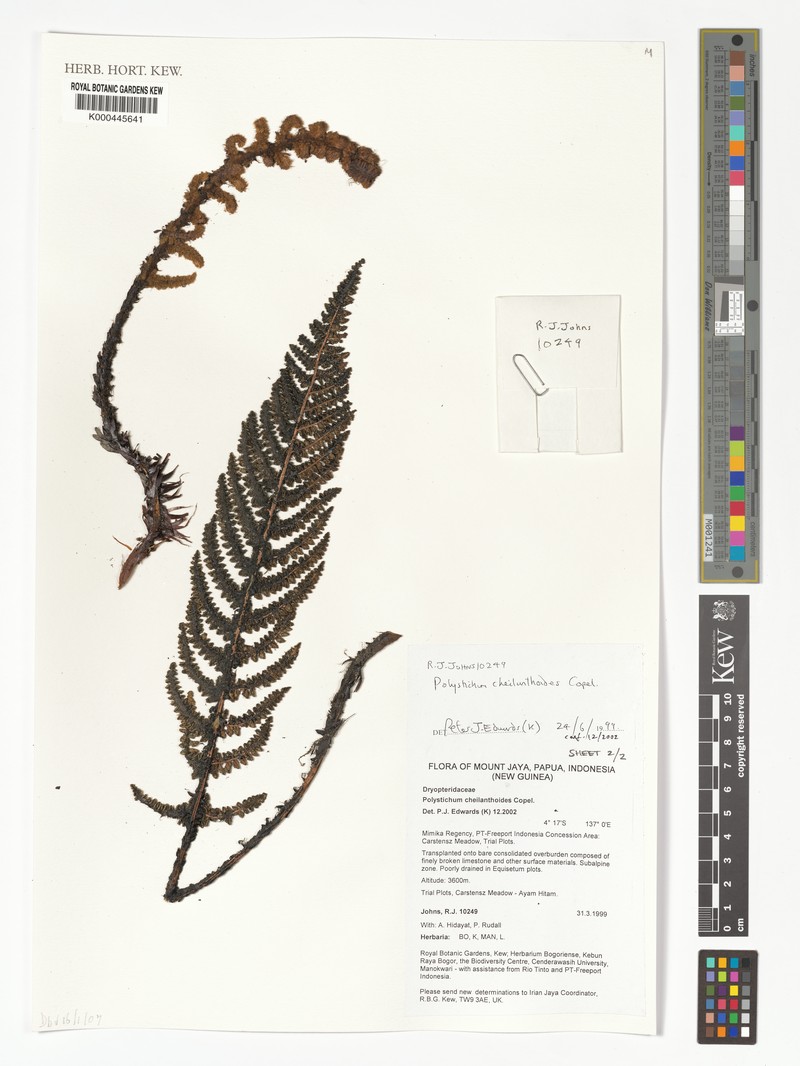 Polystichum cheilanthoides photo 5
