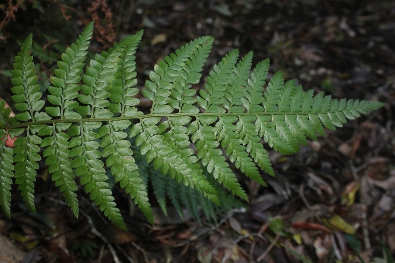 Polystichum chilense