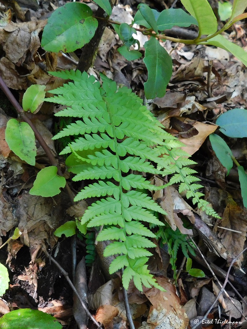 Polystichum chilense photo 2