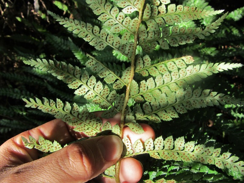 Polystichum chilense photo 3