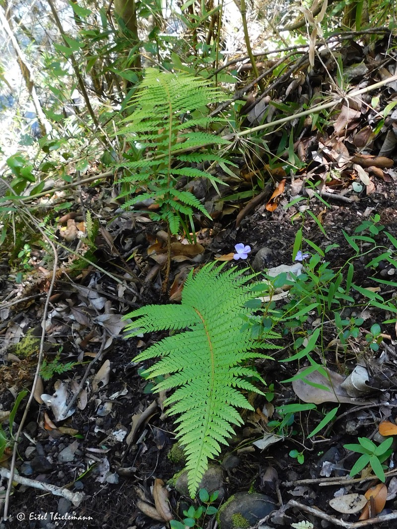 Polystichum chilense photo 4