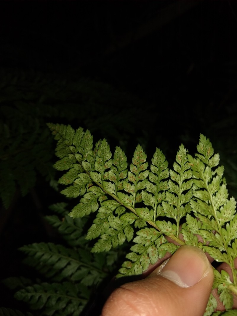 Polystichum chilense photo 5