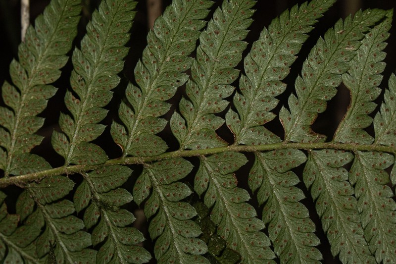 Polystichum chilense photo 7