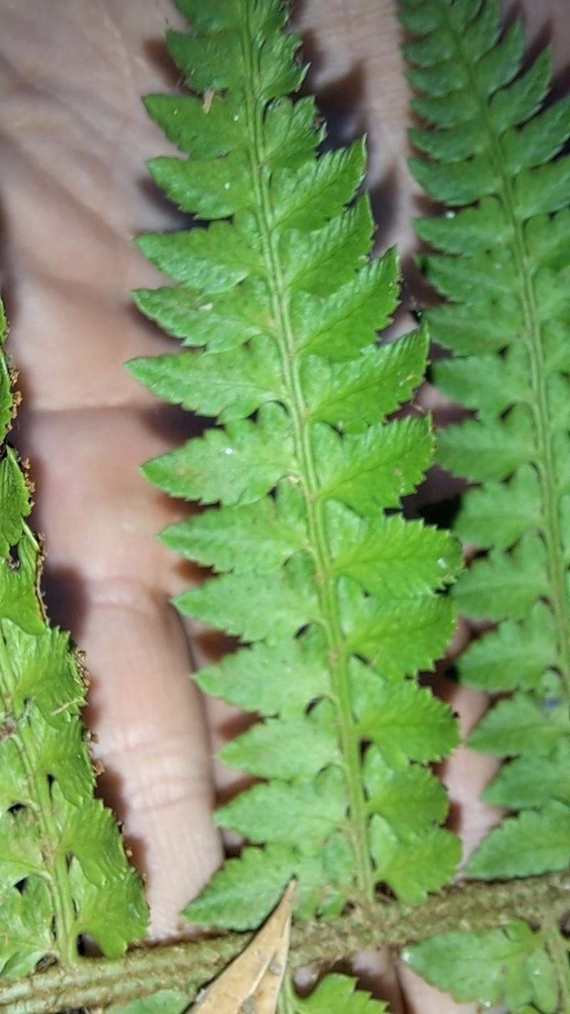 Polystichum chilense photo 8