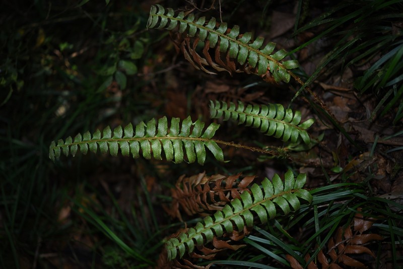 Polystichum chingae