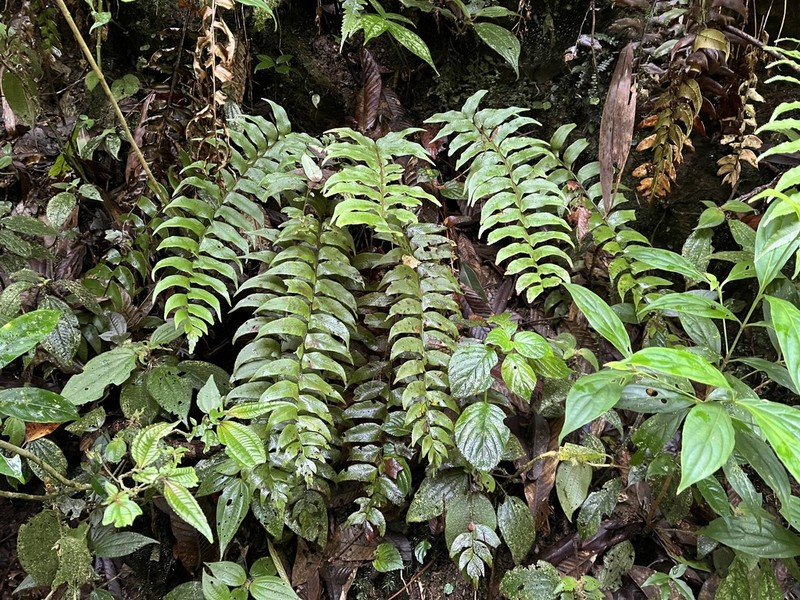 Polystichum chingae photo 2