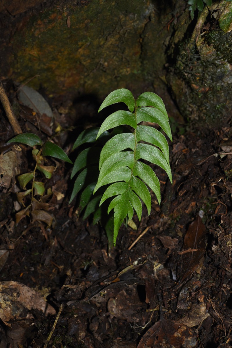 Polystichum chingae photo 3