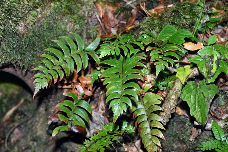 Polystichum chingae photo 4