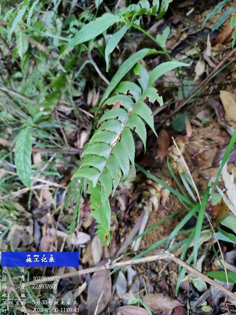 Polystichum chingae photo 5