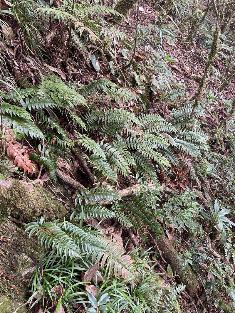 Polystichum chingae photo 6