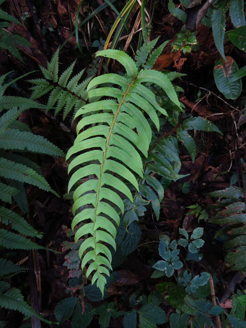 Polystichum chingae photo 7