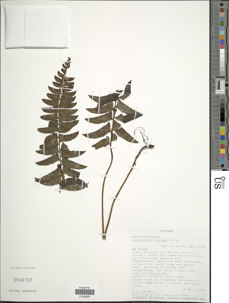 Polystichum chingae photo 8