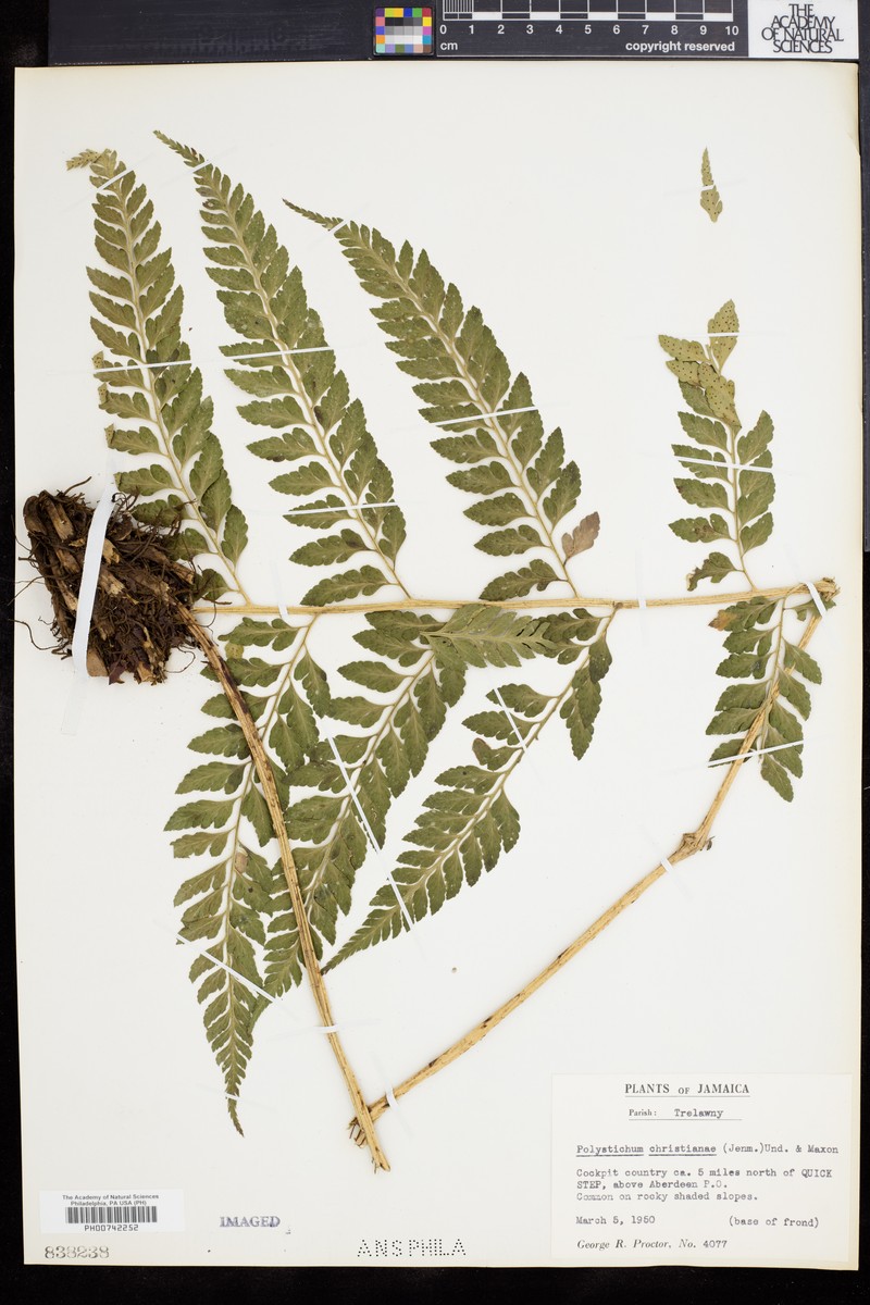 Polystichum christianae