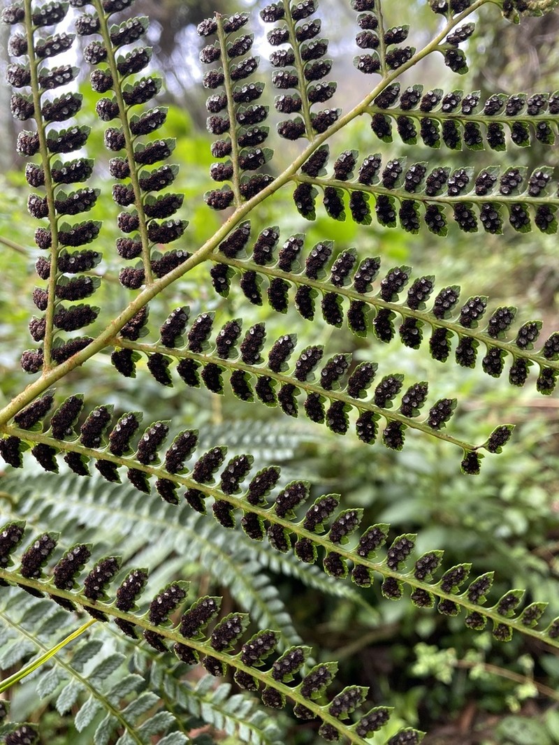 Polystichum concinnum