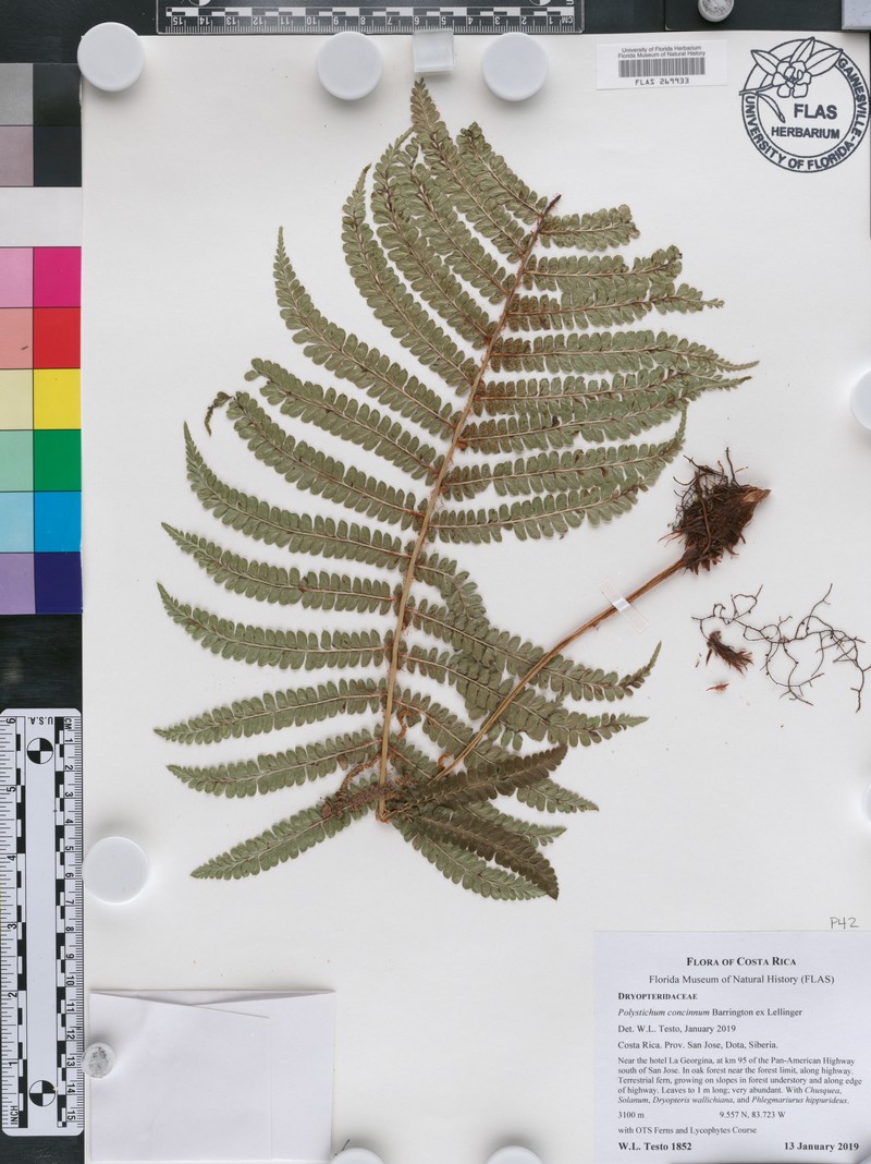 Polystichum concinnum photo 2