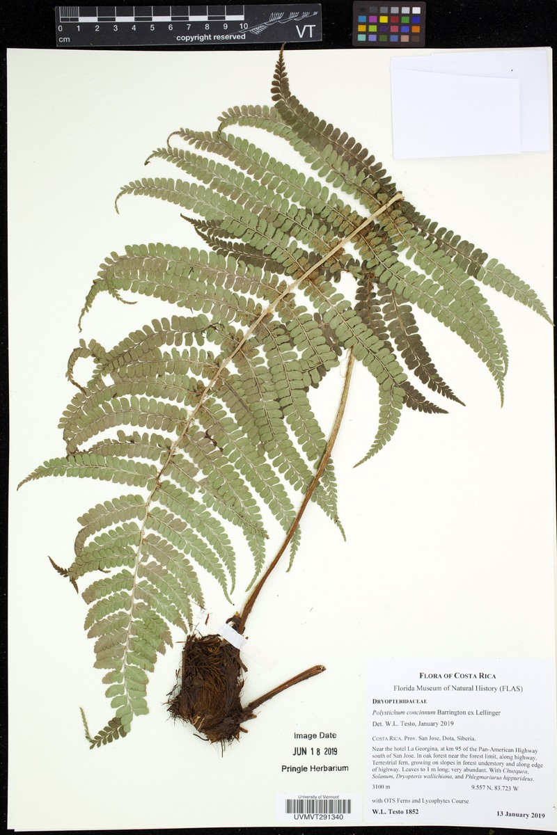 Polystichum concinnum photo 3