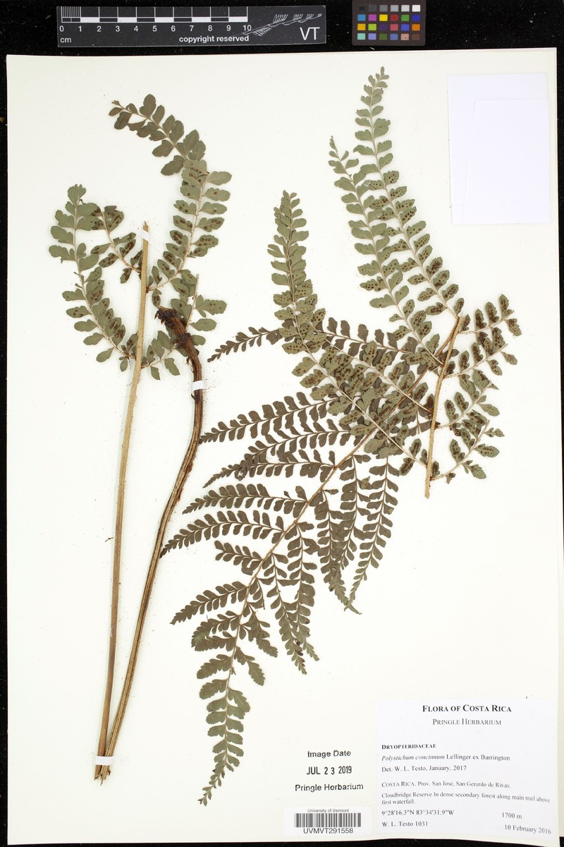 Polystichum concinnum photo 4