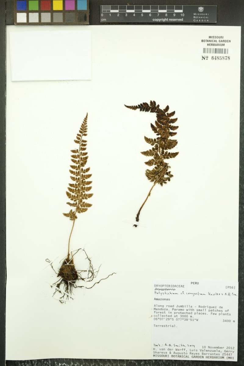 Polystichum congestum